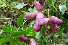 南方1种野香蕉，曾是皇室贡品，儿时当零食吃，如今成热门水果图片