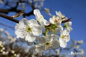 梨花开了！图片