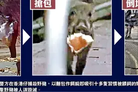 香港野猪为患，其实是“人祸”图片