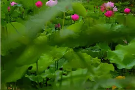 京城这些赏荷地全免费！看看有没有离你近的！图片