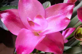 家里“养盆姜”，开花“赛荷花”，插进花瓶里，能开100天图片