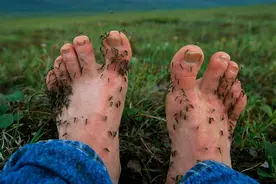 100多只蚊子同时叮咬什么体验？为何蚊子能在北极圈泛滥成灾？图片