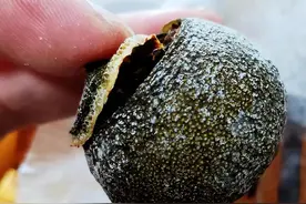 也来说说小青柑图片