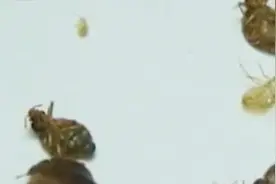 床垫上的木虱虫这么厉害，驱虫大作战，帮您解决家里的那些虫子