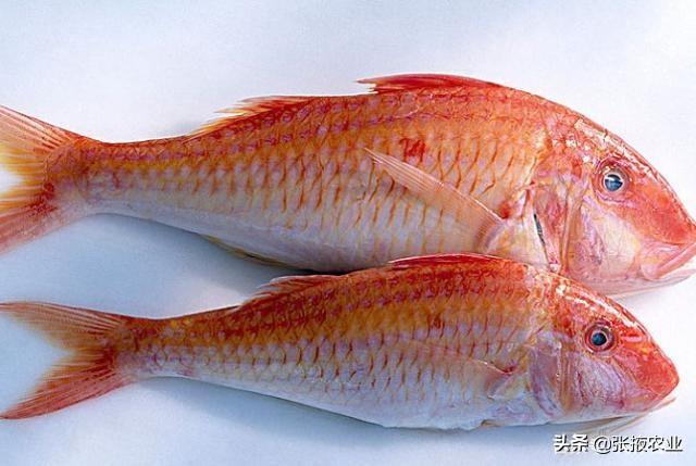 吃肉减肥，生酮饮食法有啥道理？需要注意什么？