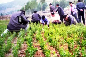 农村这11种紧缺中药材，你都种过哪些？想种药材致富的来看一看图片