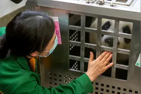 大熊猫“春俏”和“胖妞”回家了 返川运输必须巴适图片