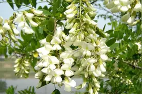 吃了20年的槐花，原来槐花还有这两种保存方法，放一年都不会坏图片