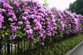 有个小院子，养5种爬藤花，篱笆院墙都爬满，开出一面“花瀑布”图片