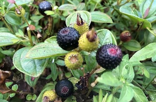 南方农村常见的地菍有什么利用价值