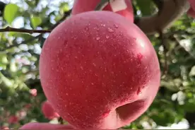 2021年栽植苹果什么品种好？30年的“苹果经”，需早中晚合理搭配图片