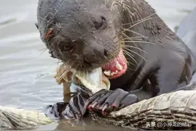 直击：动物界真正的“霸主”，没有对手，最毒的眼镜蛇是它小弟！图片