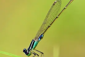 中国常见动植物(动物篇四)图片