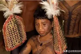 世界上蜇人最疼的蚂蚁，土著部落当做勇气挑战，真男人才能挑战图片