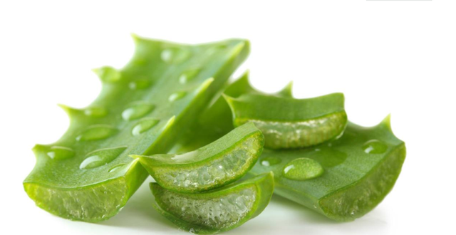 维生素、氨基酸和矿物质的宝库-芦荟