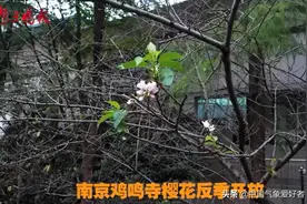 桂花不开桃花开，南方植物已乱套！分析：大降温开始可能开不了了图片