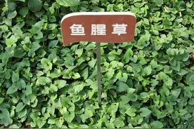鱼腥草不能吃，因为它伤肾还会致癌？专家说出实情图片