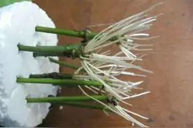 剪根枝条丢到水里，七天个个可生根图片