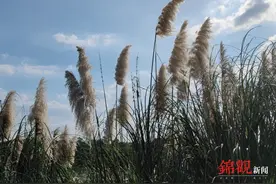 耍郊·国庆去哪 | 秋赏青龙湖 竹构小花园图片