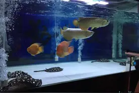 龙鱼混养打得惨不忍睹，最小的一条扛不住躲在角落挂了，全是经验图片