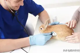 小兔兔夏季最容易得什么病？点开你就知道了图片