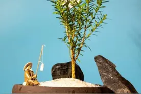 形态各异的盆景造形集锦图图片
