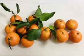 买砂糖橘时，挑有叶子还是没叶子的？牢记“4不买”，别再随便买图片