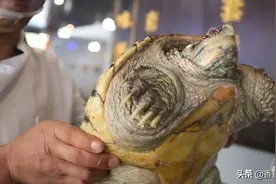 èng菜都吃过，你喝过èng汤吗？图片
