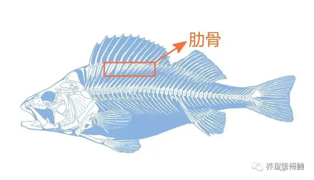 鱼鳞由什么组成
