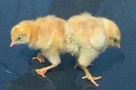 双黄蛋能孵出小鸡吗？如果能，会不会孵出连体鸡？图片