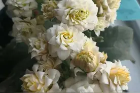 长寿花僵苗长得慢，教你一招，2个月长成超大冠幅，满树花苞图片