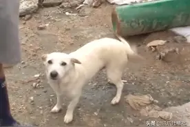 为救身陷泥石流的主人，狗妈妈不幸失去狗仔，主人的做法很暖心图片