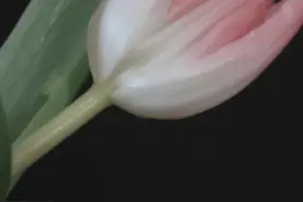 郁金香花护眼小清新手机壁纸图片