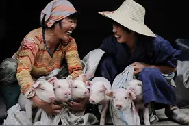 农民与公司合作养猪，赚钱之前，先要“保命”图片