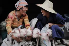 农民与公司合作养猪，赚钱之前，先要“保命”图片