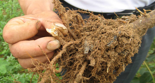 花粉多糖和氨基酸肥哪个才是作物促根首选？听听专家怎么说