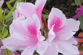 意象蕴藉的《春江花月夜》（三）———“滟滟随波千万里”图片