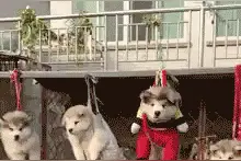 公认最贪吃的5种狗狗，我到底是养了只狗还是养了头猪？图片