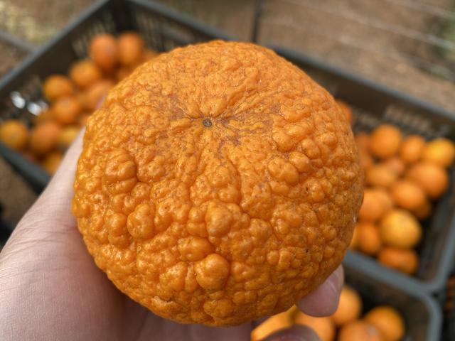 赤霉素使用不当会出现粗皮果，卖价比别人低1块，保果需科学使用