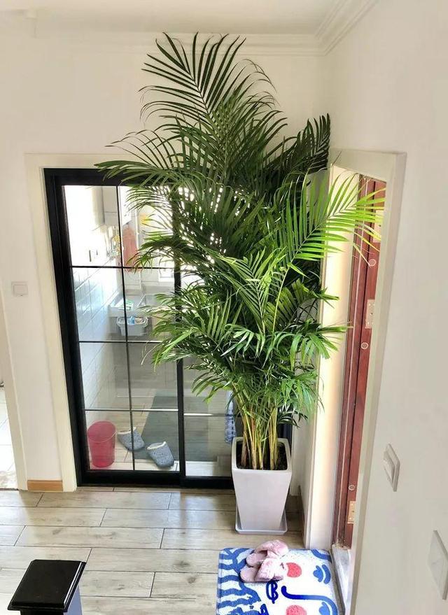 客厅绿植耐寒养什么植物(耐阴耐寒的客厅大型绿植)-措必培