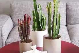 冬天学会这么养龙骨花，翠绿坚挺、能蹿两米高，霸气守家寓意好图片