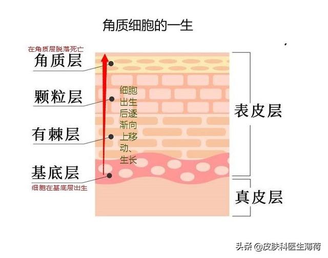 皮肤科医生的护肤建议｜护肤品究竟有什么作用？