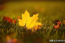 金秋来临，金叶飘零图片