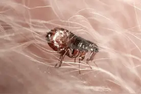 家中看不见的跳蚤哪里来的？要怎么处理？图片