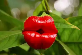 世上没有最漂亮的花，只有更漂亮更奇特的花图片