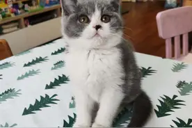 送你一只猫（附赠吸猫大法）图片