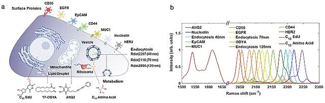 新型光学技术助力单个活细胞的超多组分分析