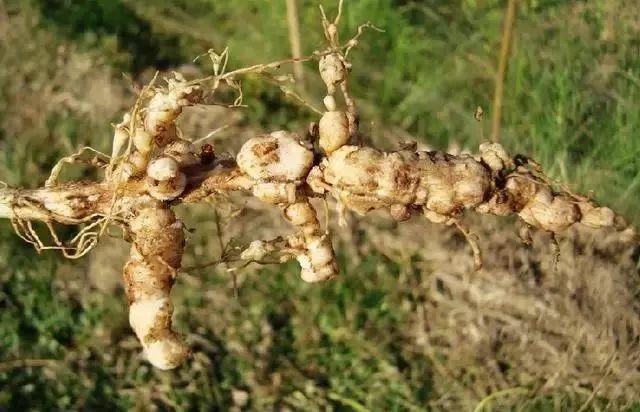 根结线虫为什么难防治？都有哪些防治方法？