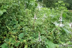 人称“化石草”，能打结石被野蛮采挖，现靠种植供应，一斤20元图片