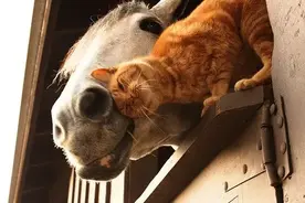 猫咪爱生气？教你哄它开心！图片